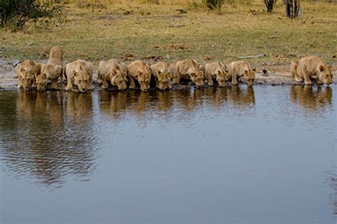 獅子喝水|20隻獅子在河邊排成一列喝水 場面罕見 